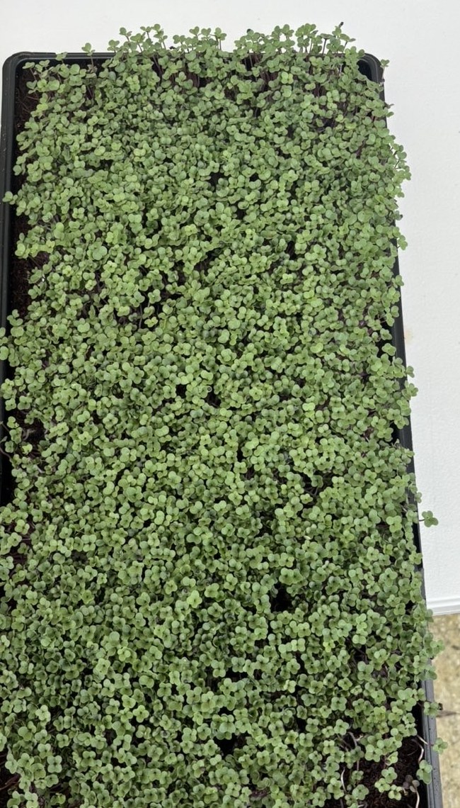 Fresh broccoli microgreens close up