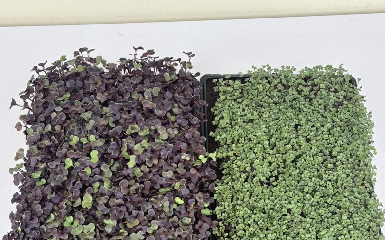 Fresh microgreens trays for a six pack order