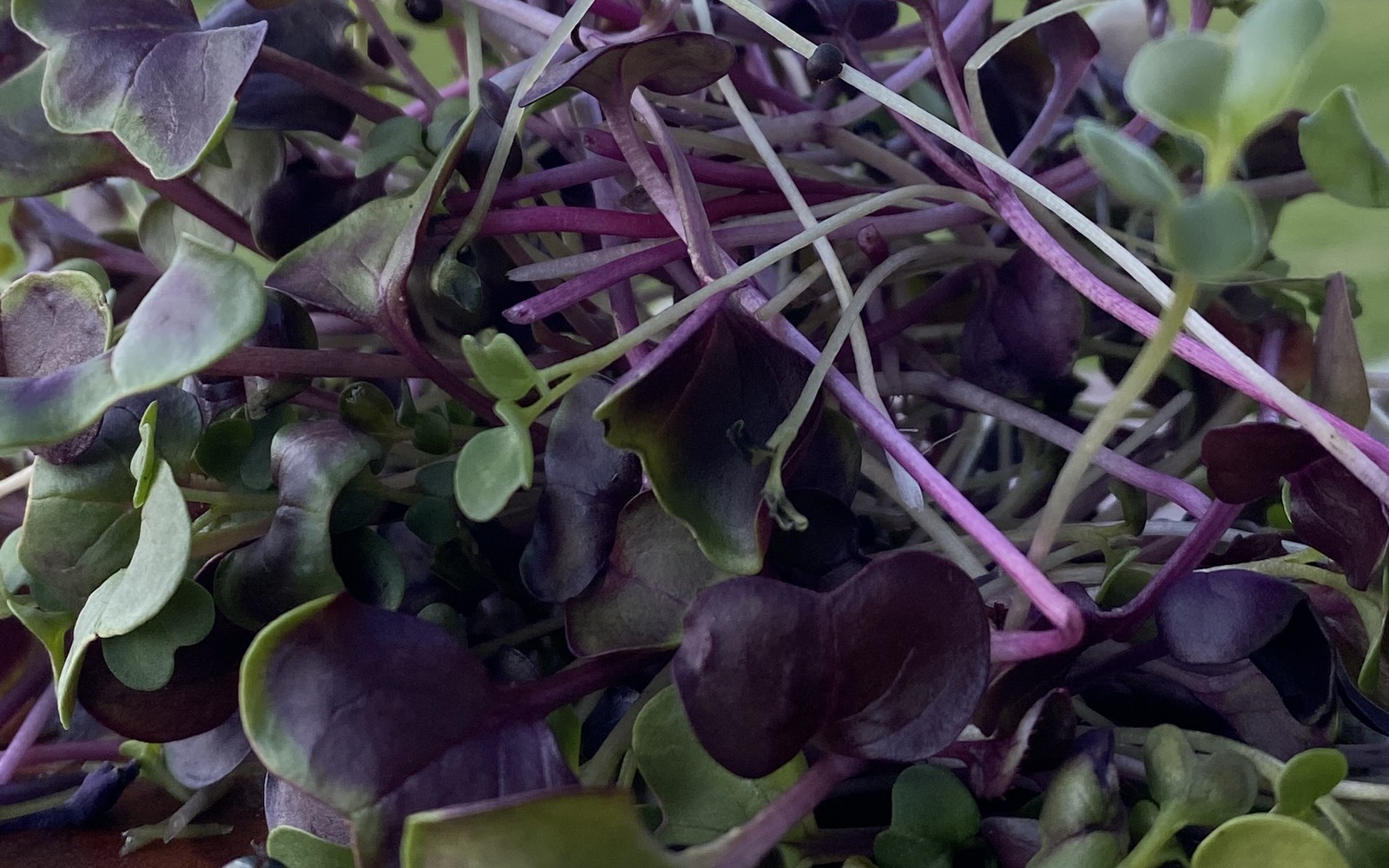 A close-up pile of fresh loose microgreens for a Fresh Duo subscription