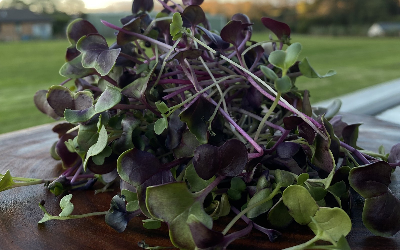 A handful-sized pile of fresh Mini Greens microgreens