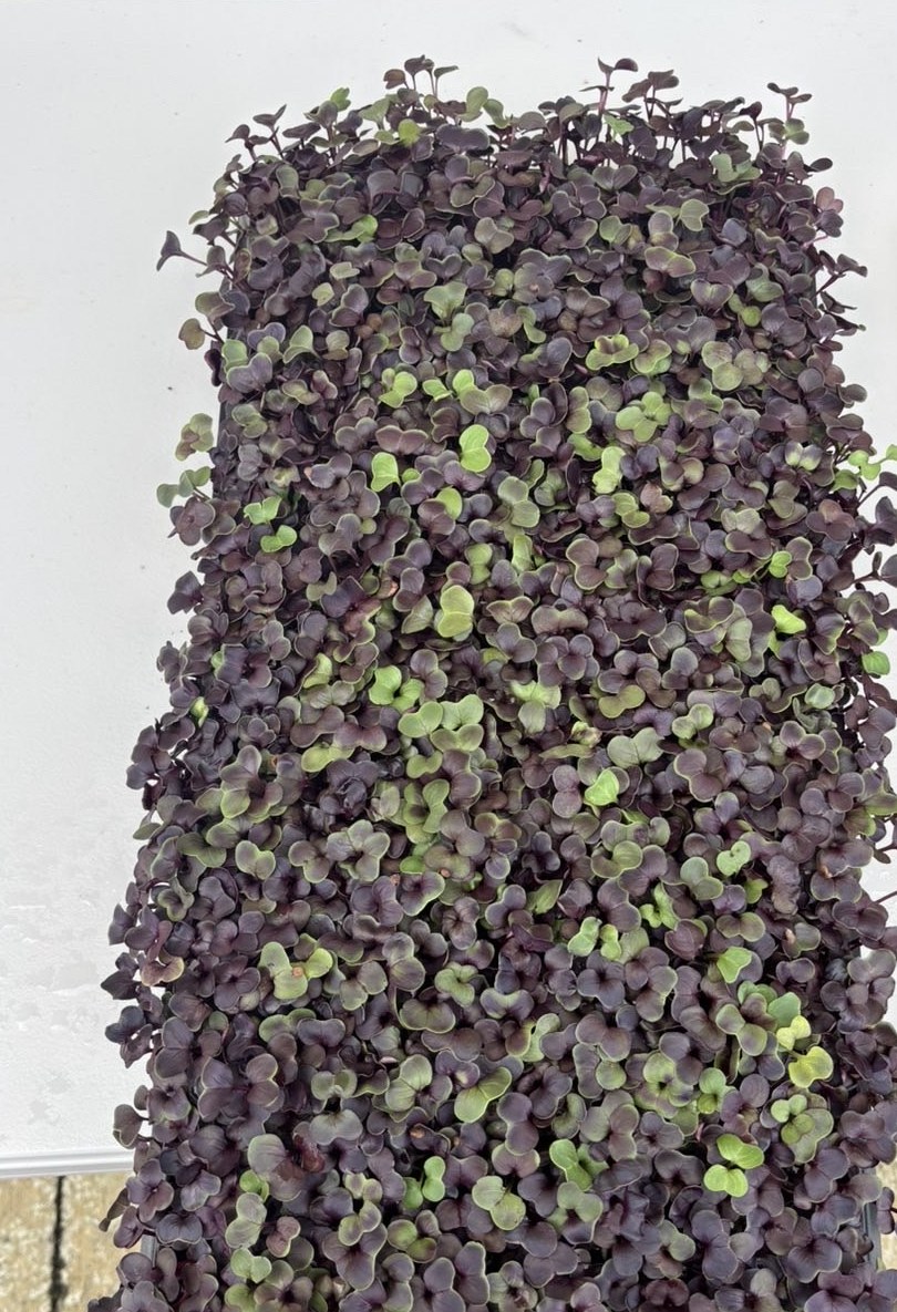 Purple radish microgreens grown in Kumeu